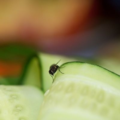 Quelles sont les solutions anti-mouches pour les cuisines et restaurants ?